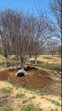 24公分绚丽海棠