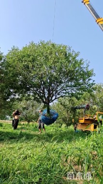 15公分亚当海棠