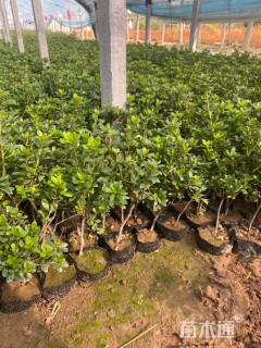 高度30厘米石岩杜鹃