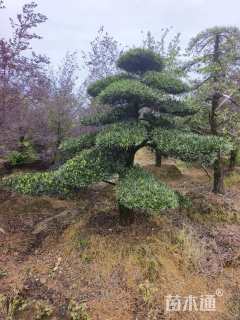 移栽苗造型罗汉松