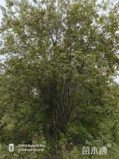 高度1000厘米丛生三角枫
