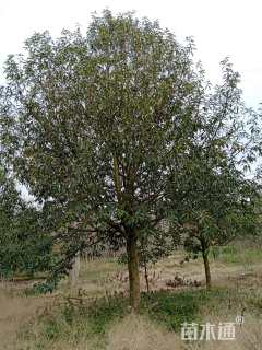 20公分红花木莲