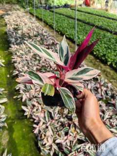 高度25厘米七彩竹芋