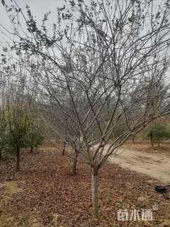 12公分垂丝海棠