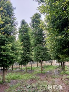 22公分金丝楠木