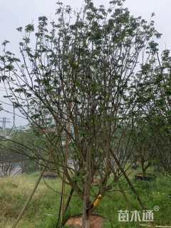 高度350厘米黄皮