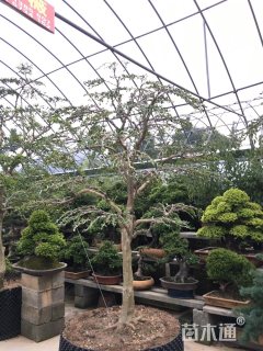 高度2000厘米黄杨