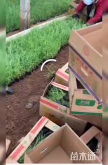 高度25厘米花叶芦苇