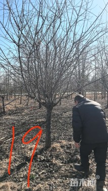 12公分北美海棠