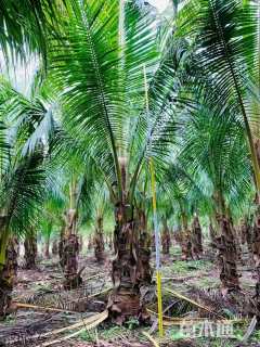 裸干高500厘米椰子树
