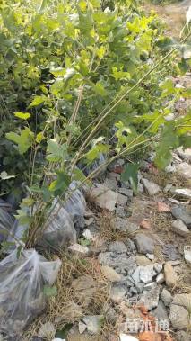 高度150厘米枫香小苗