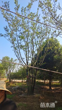 60公分(5杆)丛生朴树