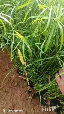 高度40厘米旱伞草