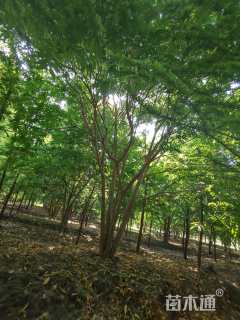 60公分(5杆)丛生无患子