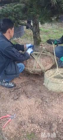 12公分造型五针松