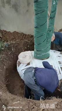 50公分丛生香泡