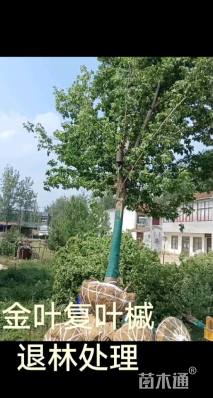 15公分金叶复叶槭