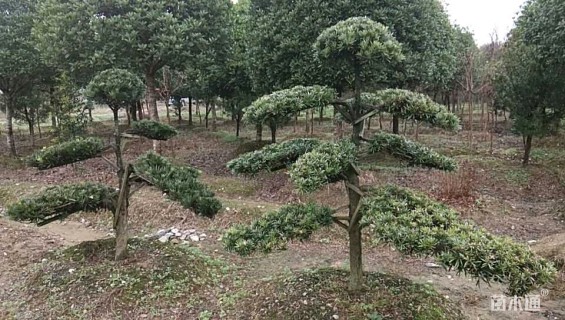 移栽苗造型罗汉松