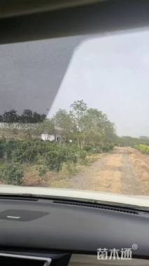 80公分丛生乌桕