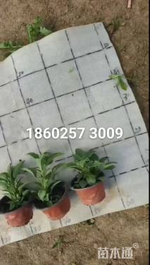 高度10厘米一串蓝