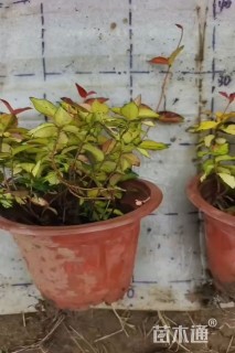 15厘米黄金络石