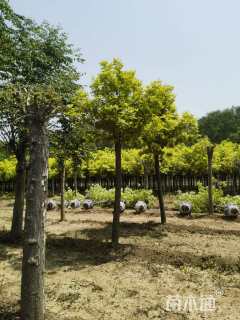 10公分金叶白蜡