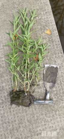 高度20厘米千屈菜