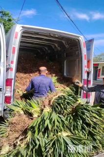 高度50厘米剑麻