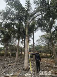 裸干高150厘米大王椰子