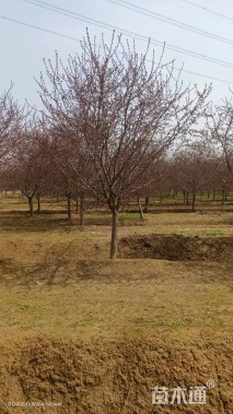 13公分亚当海棠