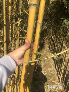 地栽苗金镶玉竹