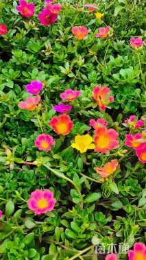 高度10厘米太阳花