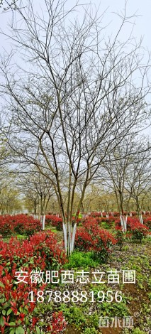 40公分丛生朴树