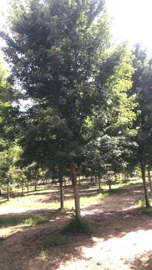 10公分美国红枫-红点