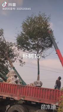 15公分朴树