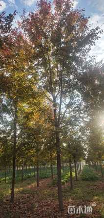 14公分美国红枫