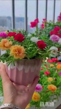 太阳花种子  重瓣  单瓣  混色太阳花种子