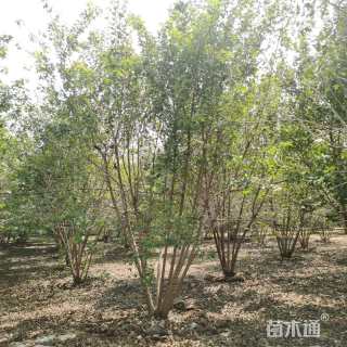 高度600厘米丛生五角枫