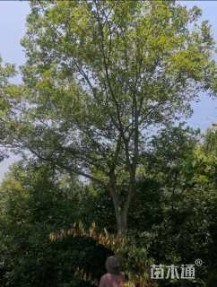 18公分朴树