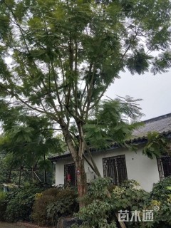 40公分蓝花楹