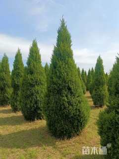 高度400厘米圆柏