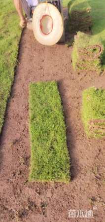 草卷状马尼拉草