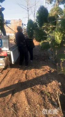 10公分造型小叶女贞