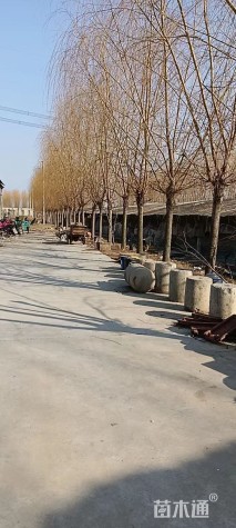 18公分金丝垂柳