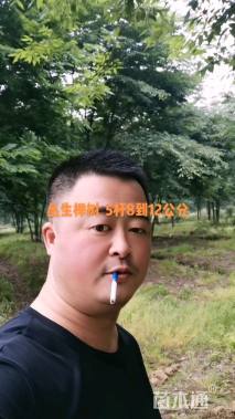 50公分丛生榉树