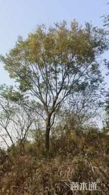 35公分朴树