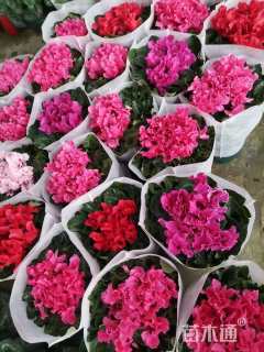 高度35厘米仙客来