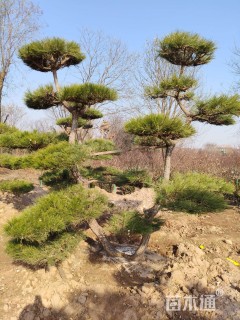 高度250厘米黑松