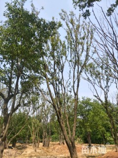 40公分丛生朴树