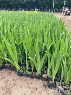 高度32厘米唐菖蒲